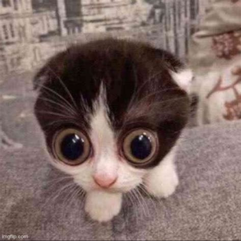 Burger's avatar